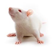 山东群英医学研究有限公司常用实验动物介绍:sd大鼠