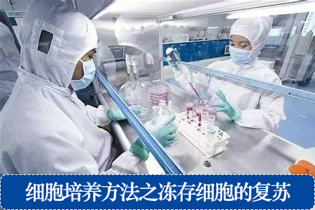 细胞培养方法之冻存细胞的复苏