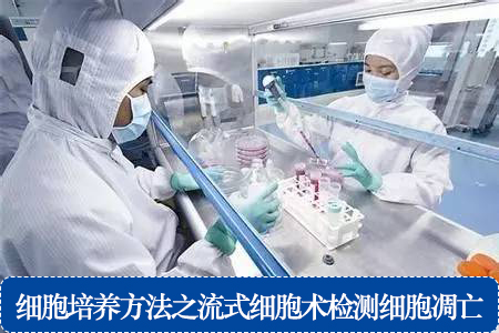 细胞培养方法之流式细胞术检测细胞凋亡