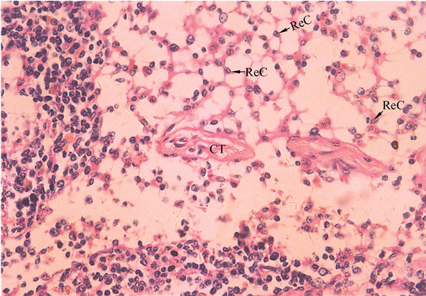 山东群英医学研究有限公司网状细胞