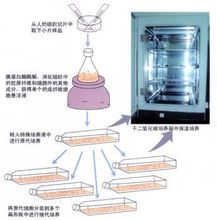 山东细胞实验:细胞的传代和培养（以293细胞为例)