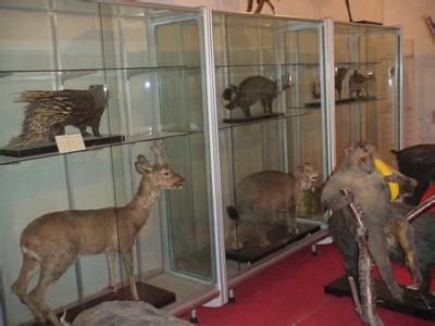 山东动物实验:动物剥制标本的制作方法