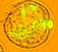 小鼠角质细胞的分离和培养