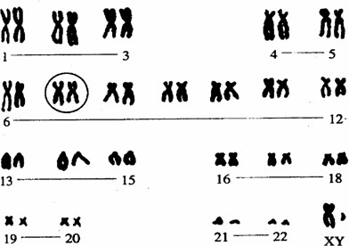 细胞实验技术:动物染色体标本的制备