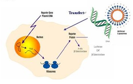 细胞实验:影响转染实验的因素