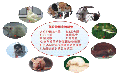 神奇的实验动物及其应用