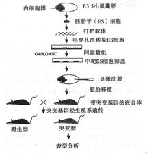 群英医学实验技术:基因打靶技术