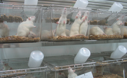 动物知识:转基因小鼠的饲养