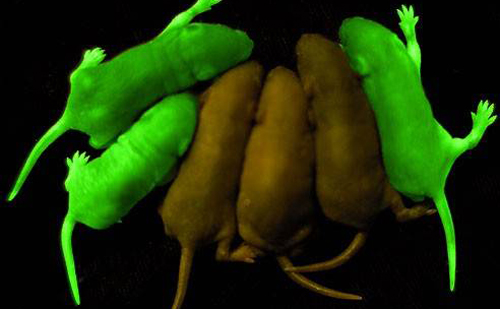 动物实验方法:转基因小鼠的建系与种系保存