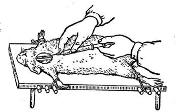 山东动物实验:实验小鼠给药和采血方法