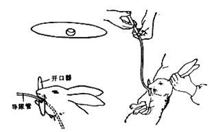 山东动物实验:实验动物给药量的确定