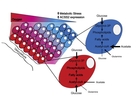 Cancer Cell:乙酰辅酶A合成酶2维持肿瘤细胞存活新机制