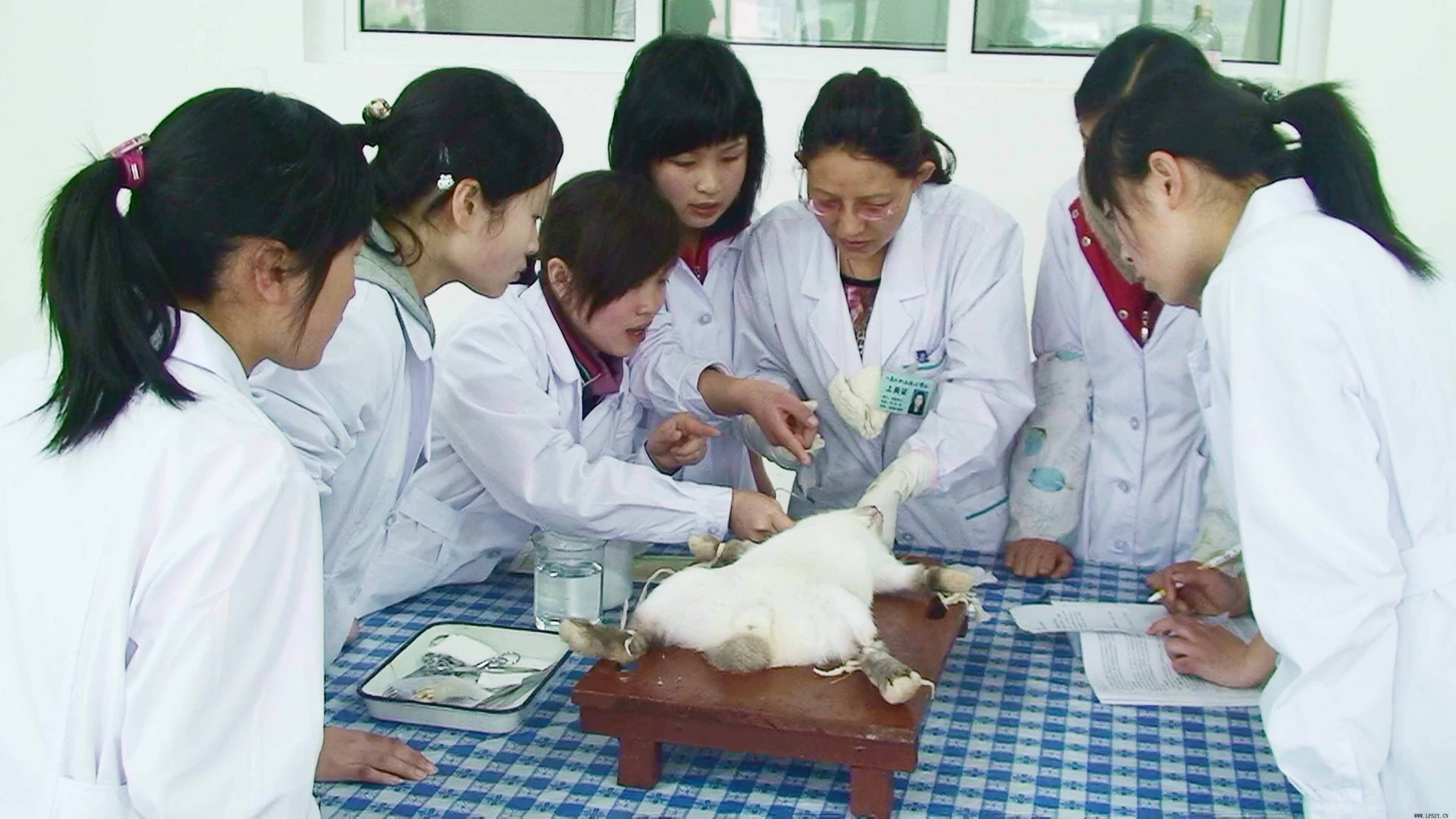 实验动物体液采集方法