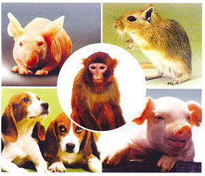 实验动物骨髓的采集法