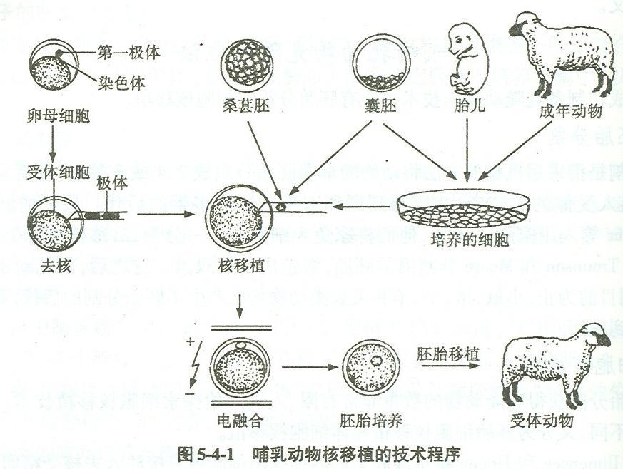 哺乳动物细胞核移植 ( 克隆 ) 的基本技术程序