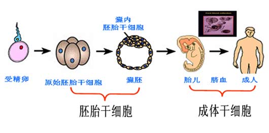 干细胞技术