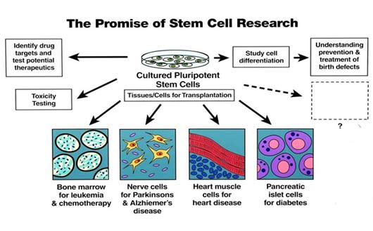 干细胞技术