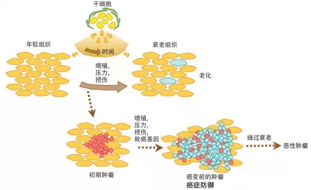 干细胞、压力、衰老和癌症之间潜在的相互作用