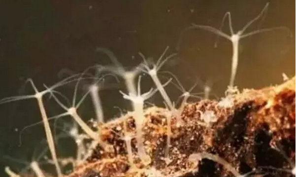 说说干细胞与生物“抗衰老”之间的奥秘